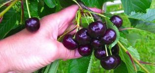 Vyšnių „Raditsa“ veislės ir savybių aprašymas, auginimas ir priežiūra