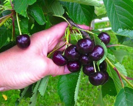 Vyšnių „Raditsa“ veislės ir savybių aprašymas, auginimas ir priežiūra