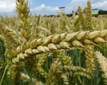 Examen et description des herbicides populaires pour traiter le blé des mauvaises herbes