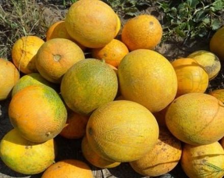 Opis odrody melónov Lada, vlastnosti pestovania a starostlivosti