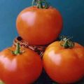 Kenmerken van groeiende tomatensoorten Vologda F1 en de beschrijving ervan