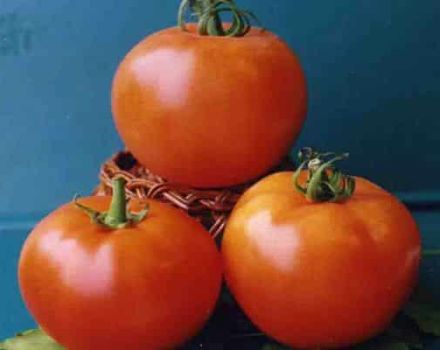 Vlastnosti pestovaných odrôd paradajok Vologda F1 a ich opis