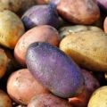 Gennemgang af de bedste kartoffelsorter med en beskrivelse