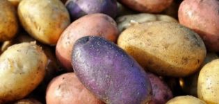 Review of the best potato varieties with a description