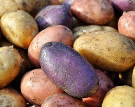 Genomgång av de bästa potatisvarianterna med en beskrivning