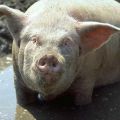 De veroorzaker en symptomen van dysenterie bij varkens, behandelings- en preventiemethoden