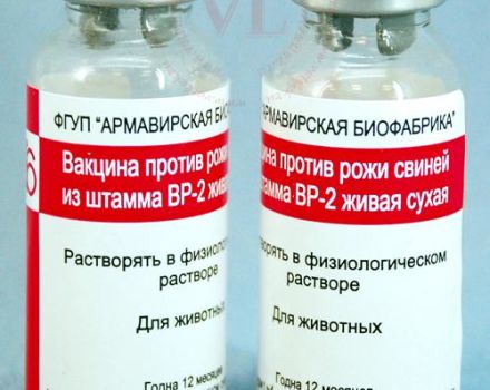 Instructions for using the vaccine against erysipelas in pigs, side effects and contraindications