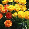 Opis odrody tulipánov Double of Beauty Apeldoorn, výsadba a starostlivosť