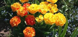 Tulpių veislės „Double of Beauty Apeldoorn“ veislės aprašymas, sodinimas ir priežiūra