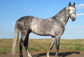 Popis a charakteristika plemene koní Oryol, vlastnosti obsahu