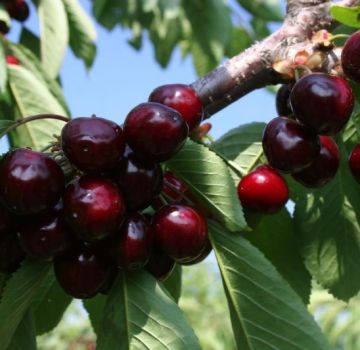 Mô tả và đặc điểm của giống cherry Odrinka, cách trồng và chăm sóc