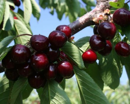 Beskrivning och egenskaper hos körsbärsorten Odrinka, plantering och skötsel