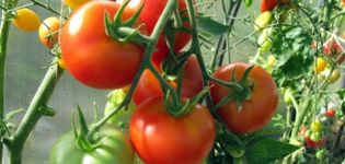 Opis a charakteristika odrody paradajok Ružový gél