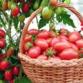 Egenskaper och beskrivning av tomatsorten Chio Chio San, dess odling och avkastning
