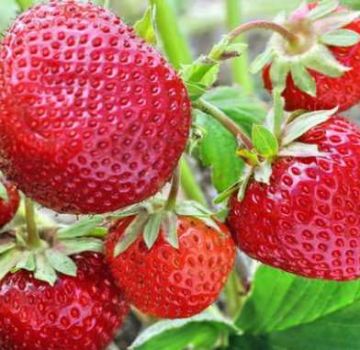 The best varieties of beardless strawberries, reproduction, planting and care