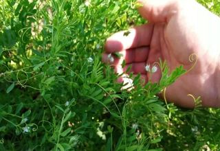 Teknologi menanam dan menanam lentil: bagaimana dan di mana ia tumbuh, hasilnya