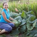 Οι καλύτερες ποικιλίες λάχανου για το 2020 με περιγραφή και επιλογή ανά αναπτυσσόμενη περιοχή
