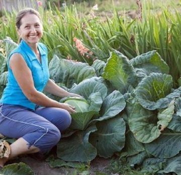 The best cabbage varieties for 2020 with a description and selection by growing region