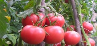 Descripción de la variedad de tomate Kasamori y sus características