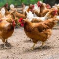 Av vilka skäl dör inhemska kycklingar och vad man ska göra åt det