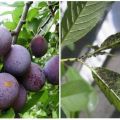 Comment traiter les pucerons sur une prune et comment traiter avec des remèdes chimiques et populaires