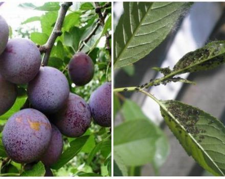 How to deal with aphids on a plum and how to treat with chemical and folk remedies