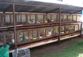 Rules for breeding and keeping rabbits from scratch at home
