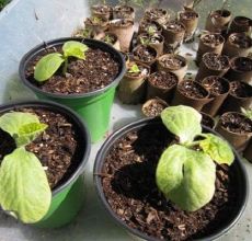 Why cucumber seedlings fall and wither, how to properly care for and water