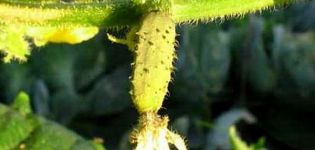 Pourquoi l'ovaire des concombres jaunit-il dans une serre et en plein champ, que faire