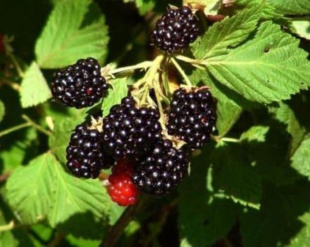 Description and characteristics of Brzezina blackberries, planting and care