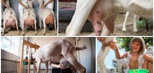 Hoe je een geit met je eigen handen en een machine melkt, tips voor beginners