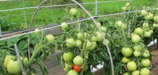 Description de la variété de tomate Cypress, ses caractéristiques et son rendement