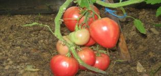 Egenskaper och beskrivning av den läckra tomatsorten