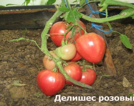 Eigenschaften und Beschreibung der Delicious Tomatensorte