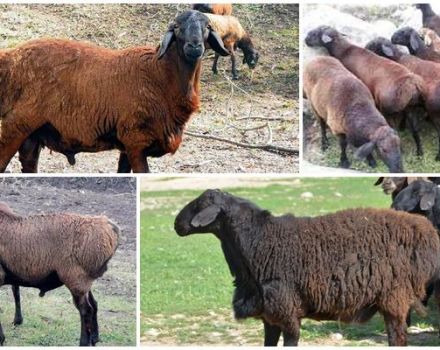Hissar veislės avinų aprašymas ir savybės, jų privalumai ir trūkumai