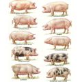 Description of pig breeds and selection criteria for domestic breeding
