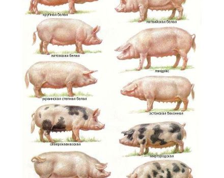 Mô tả các giống lợn và tiêu chí lựa chọn để chăn nuôi trong nước