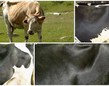 Waar is de hongerput van de koe en de beoordelingsschaal, maklok-massage