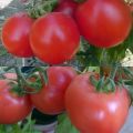 De beste en meest productieve tomatenrassen voor Wit-Rusland in een kas en in de volle grond