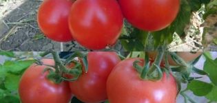Geriausios ir produktyviausios pomidorų veislės Baltarusijai šiltnamyje ir atvirame lauke