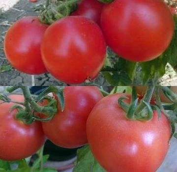 The best and most productive varieties of tomatoes for Belarus in a greenhouse and open field