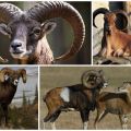 Mufloninių avinų aprašymas ir buveinės, nepaisant to, ar jie laikomi namuose