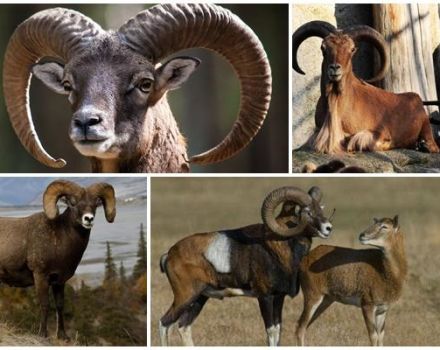Beskrivning och livsmiljöer för mouflonramar, oavsett om de hålls hemma