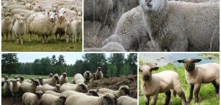 Descripción y características de las ovejas de la raza Gorky, las reglas para su mantenimiento.