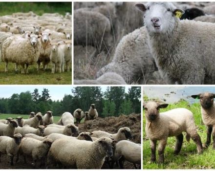 Descrizione e caratteristiche delle pecore della razza Gorky, le regole per il loro mantenimento