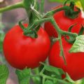 Beskrivelse af tomatsorten Lily Marlene og dens egenskaber