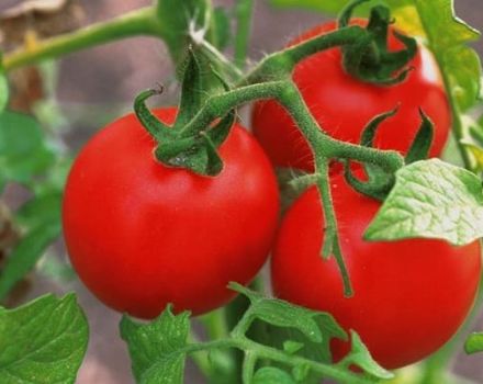 Opis odrody paradajok Lily Marlene a jej vlastnosti