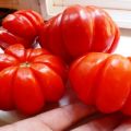 Beskrivning och egenskaper hos tomatsorten Lorraine beauty