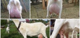Description et structure de la mamelle de la chèvre, soins appropriés et problèmes éventuels