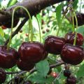 Beskrivning och egenskaper för körsbärsorten Zagorievskaya, plantering, odling och vård